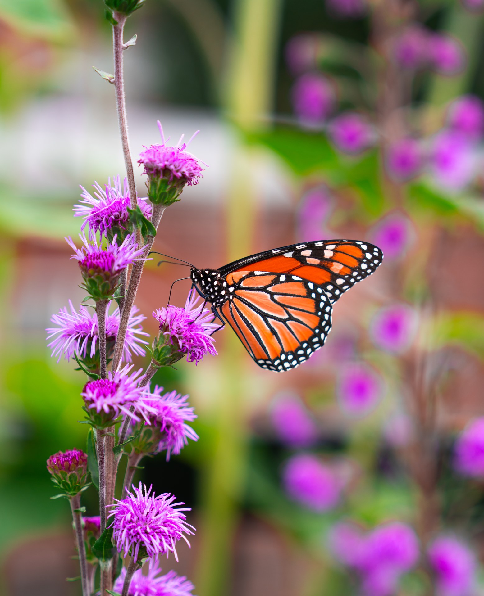 An orange monarch butterfly resting on vivid purple flowers