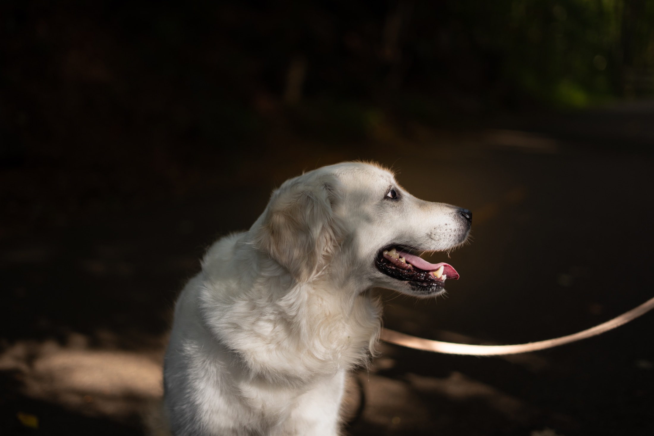 A golden retriever caught in a pocket of woodland sunlight