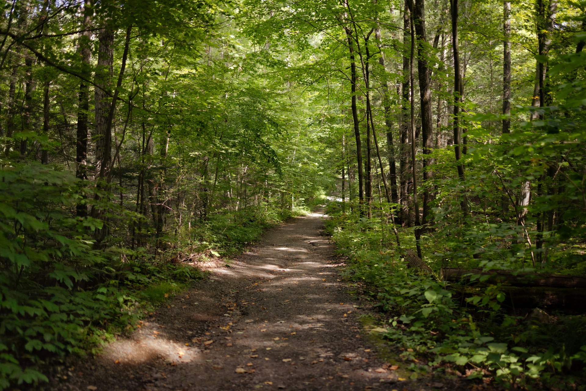 Sunlight filtering through a green forest over a winding path