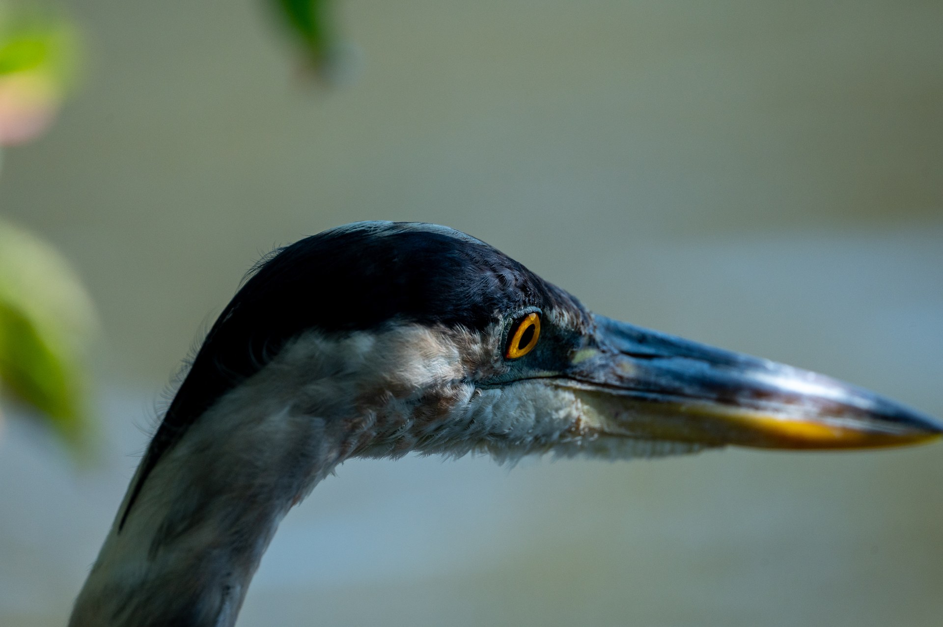 Close-up of a heron with a golden eye and long bill