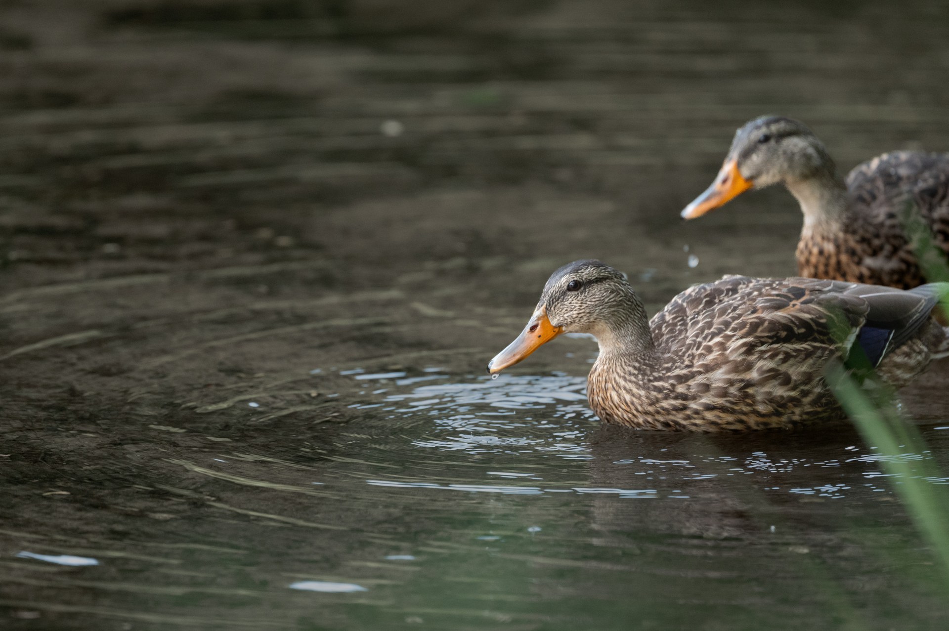 Two ducks gliding across softly rippling water