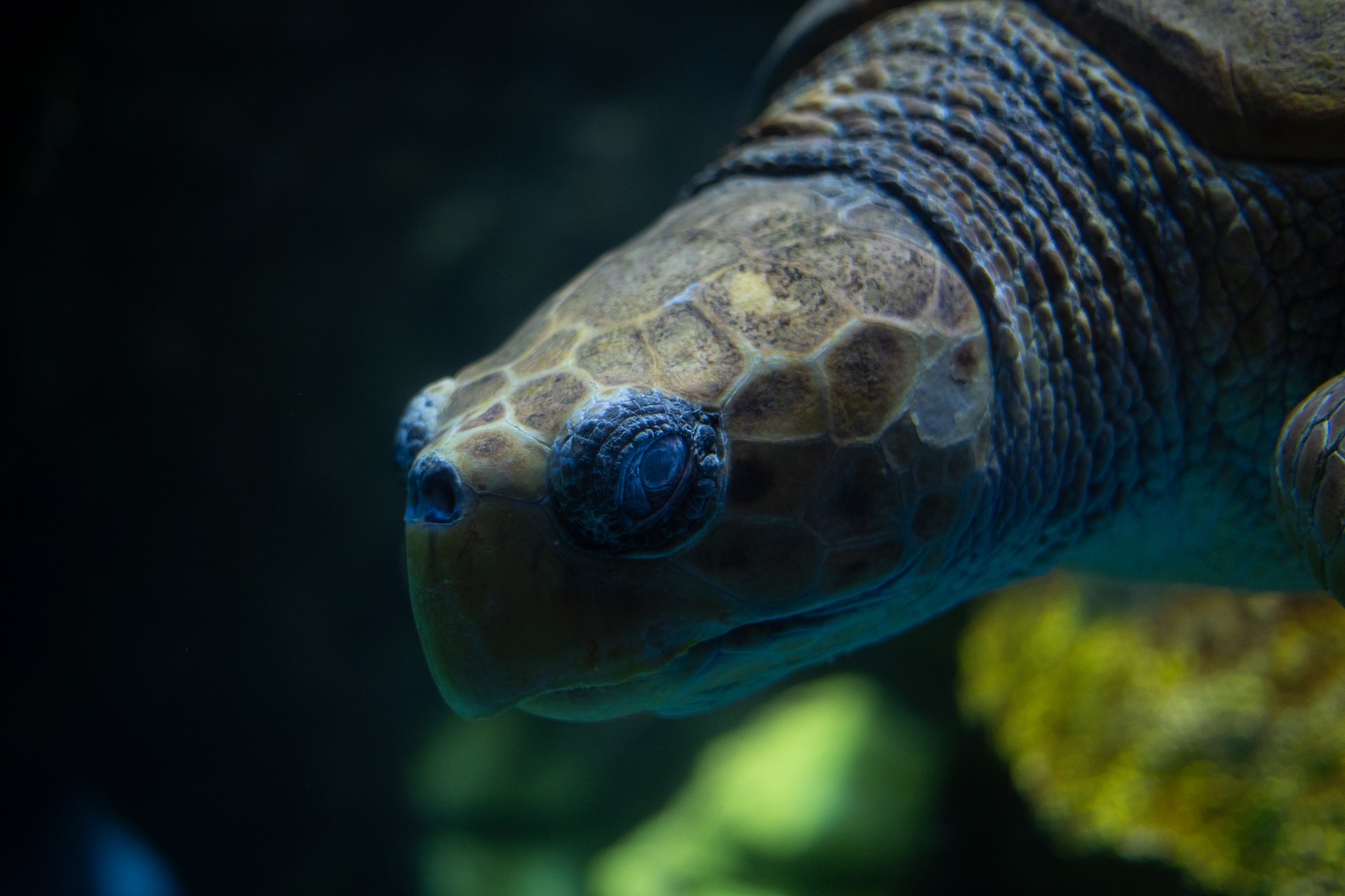 Close-up of a sea turtle swimming in blue-green aquarium water