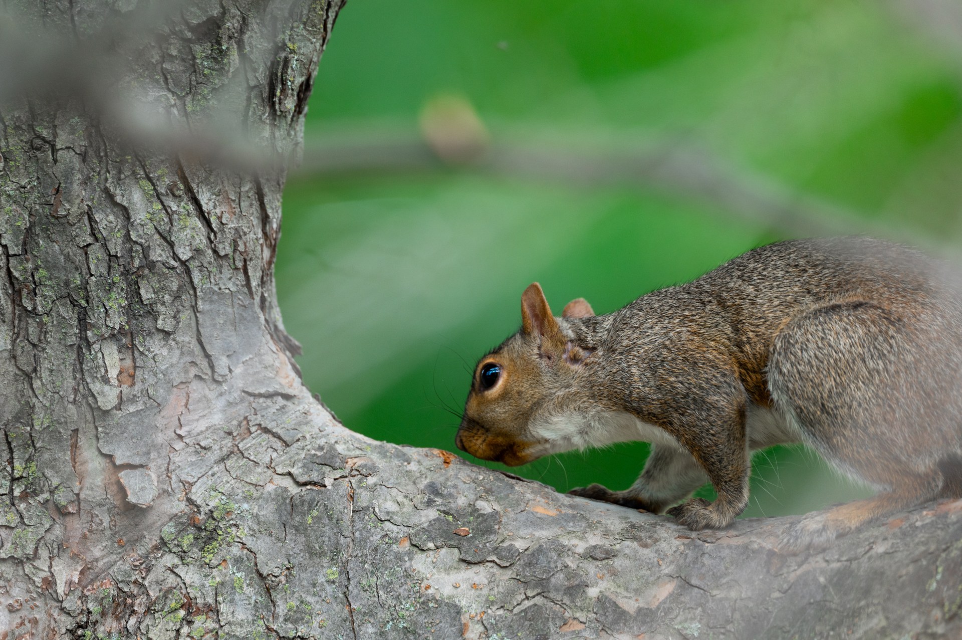 A squirrel on a tree trunk against a soft green background